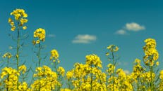 晴朗的日子里，田野间绽放出生机勃勃的油菜花，天空一片晴朗