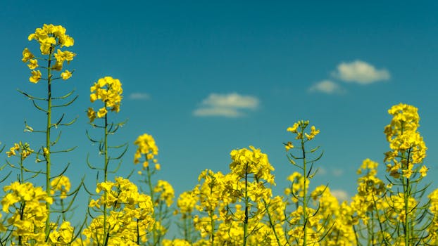 在一个阳光明媚的日子，晴朗的蓝天下，油菜花充满活力