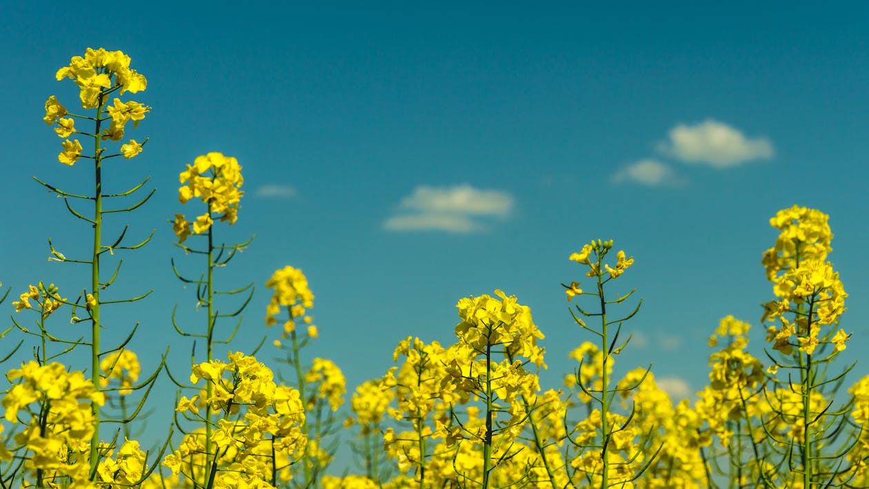 무료 낮 동안 부분적으로 흐린 하늘 아래 노란 꽃 스톡 사진
