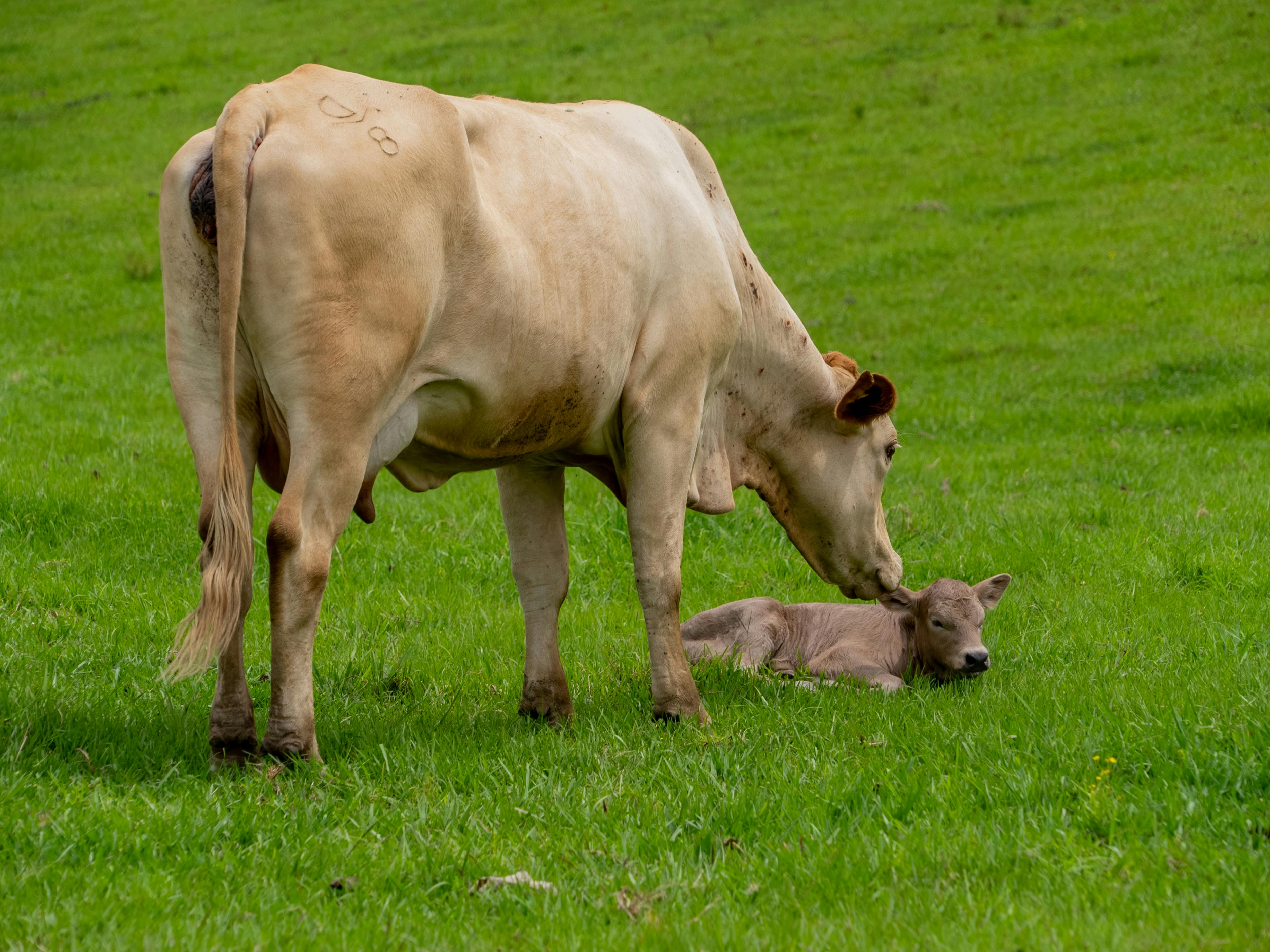 Cow with Bell behind Railing · Free Stock Photo