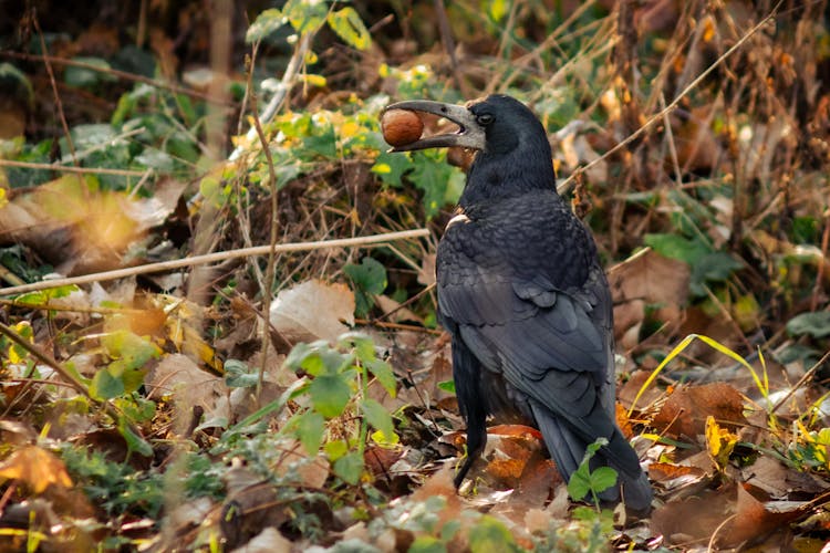 
A Close-Up Shot Of A Rook With A Nut On It's Beak