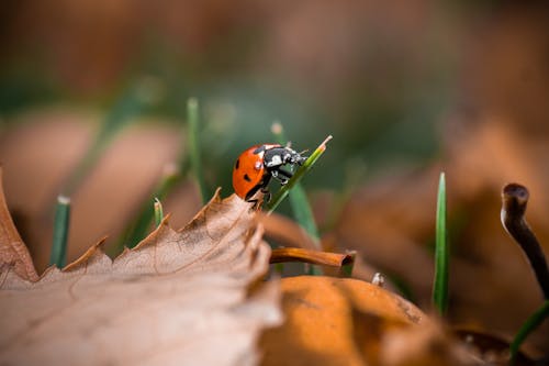 Free Close Up Photo of a Ladybug Stock Photo