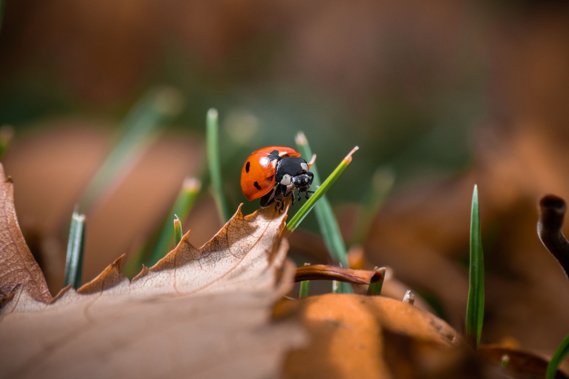A vibrant ladybug crawls over a leaf amidst green grass and autumn foliage, captured in detail.