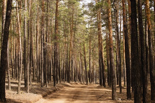 Immagine gratuita di alberi alti, ambiente, boschi