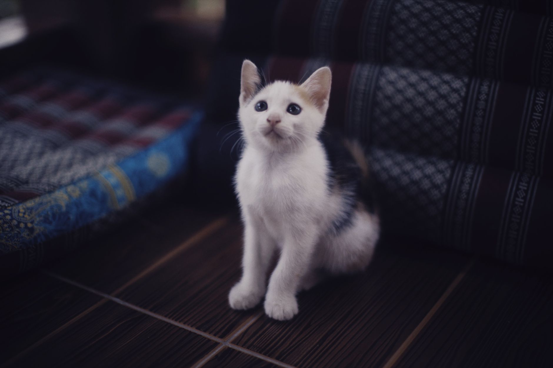 Portrait of a cat at a veterinary clinic