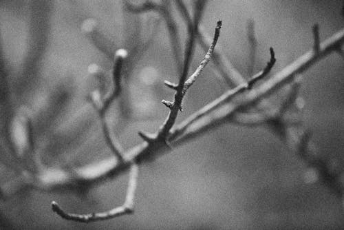 Free Grayscale Photo of Tree Branches Stock Photo