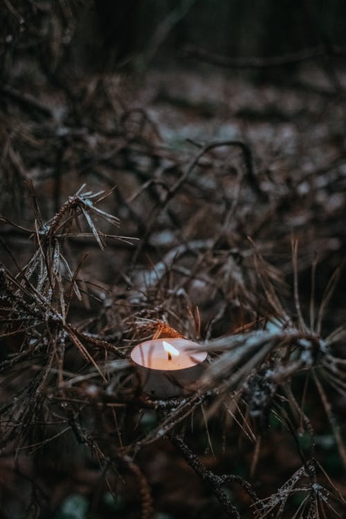 
A Close-Up Shot of a Lighted Candle on Branches