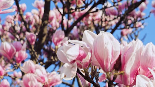 Gratuit Fleurs De Cerisier Roses Partiellement Fleuries Photos