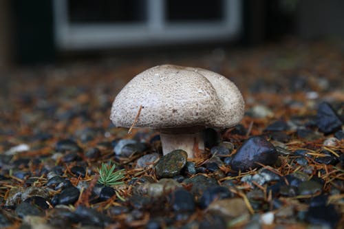 Immagine gratuita di avvicinamento, fungo, fungo velenoso