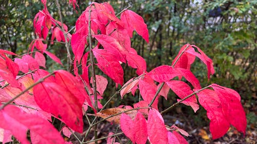 Foto stok gratis kebun, latar belakang musim gugur, merah