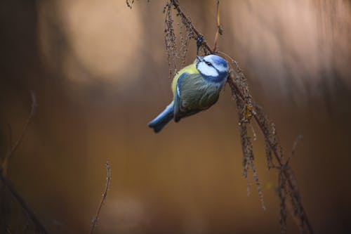 Photos gratuites de branche d'arbre, fermer, mésange bleue eurasienne