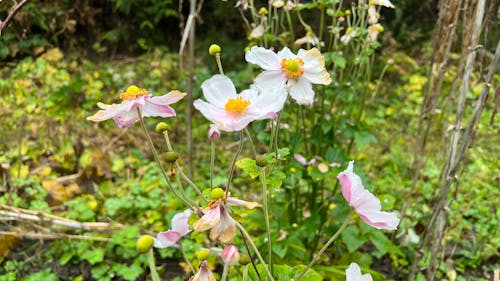 Immagine gratuita di anemone, autunno, fiore