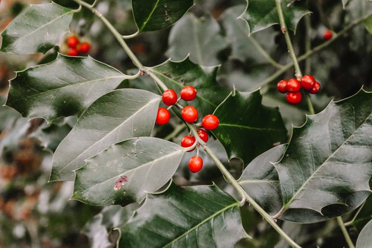 Holly Berries And Leaves