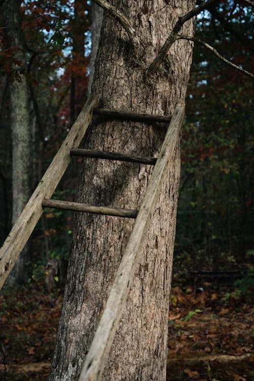бесплатная Бесплатное стоковое фото с вертикальный выстрел, деревянный, Кора Стоковое фото