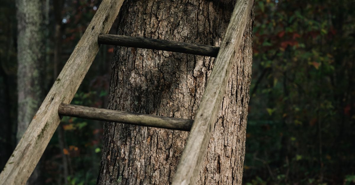Brown Wooden Ladder on Tree Trunk · Free Stock Photo