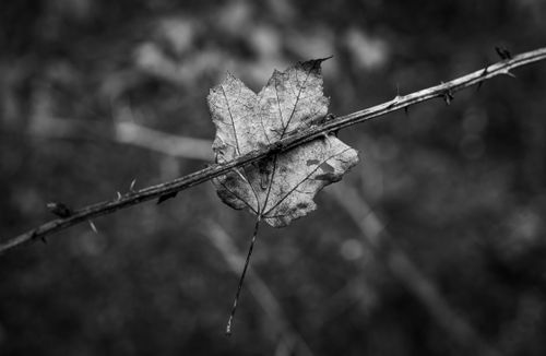 Free Black and white close-up of a leaf caught on a barb wire with blurred background. Stock Photo