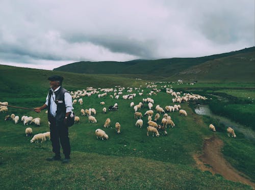 Imagine de stoc gratuită din animale domestice, deal, herder