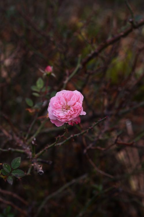 Free Beautiful close-up of a solitary pink rose blooming in a natural setting, perfect for nature-themed designs. Stock Photo