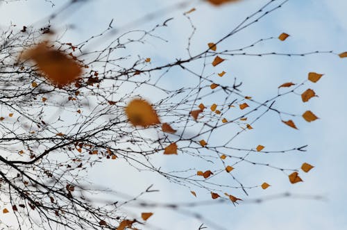 Kostnadsfria Kostnadsfri bild av bruna löv, gren, närbild Stock foto