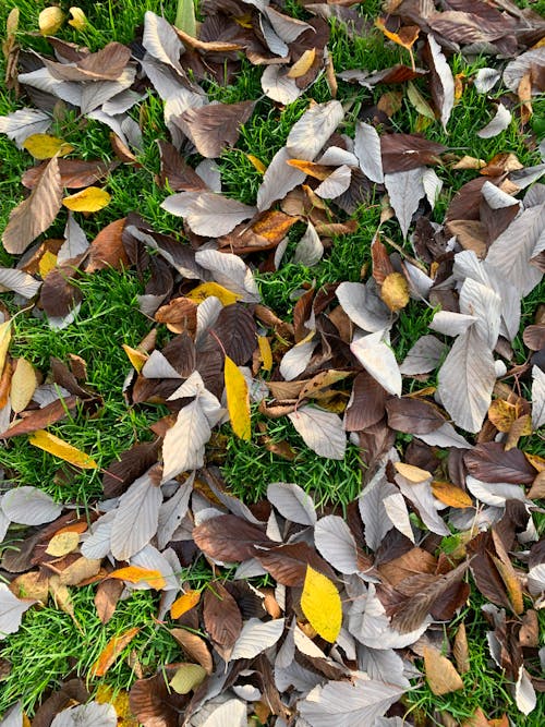 Dried Leaves on the Ground