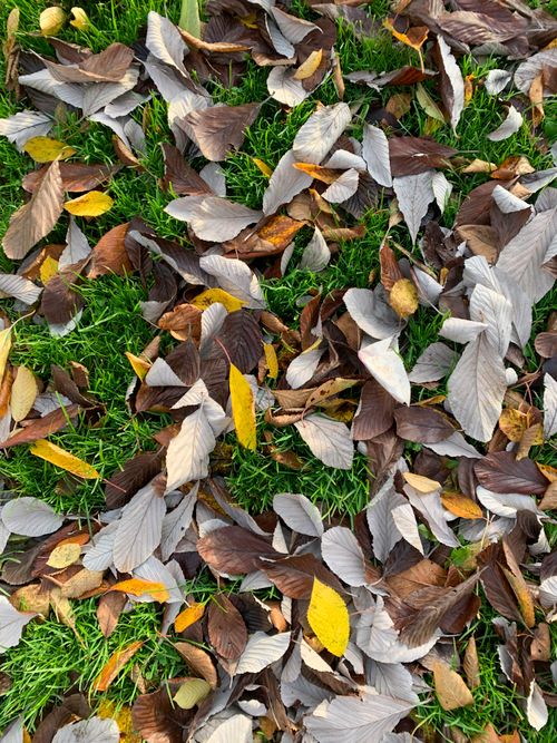 Free Colorful autumn leaves scattered on vibrant green grass, capturing the essence of fall. Stock Photo