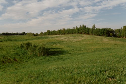 Immagine gratuita di collina, erba, estate