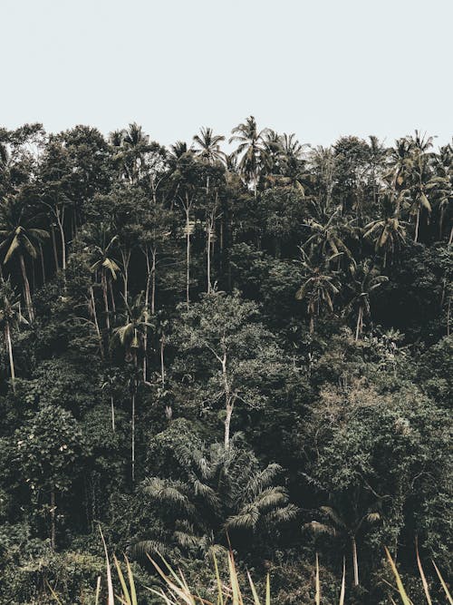 印尼, 叢林, 垂直拍攝 的 免費圖庫相片