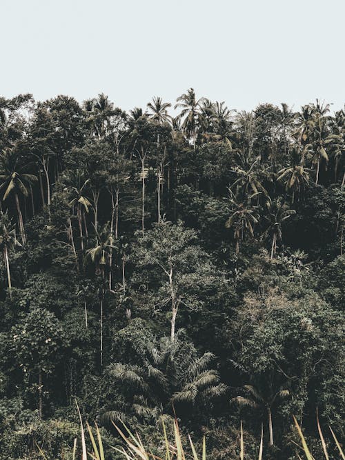 Kostnadsfri bild av Asien, bali, blad