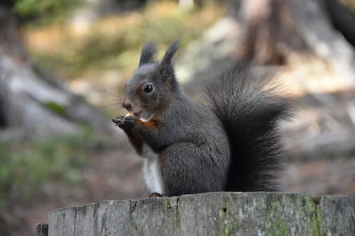 Close Up Photo of a Squirrel