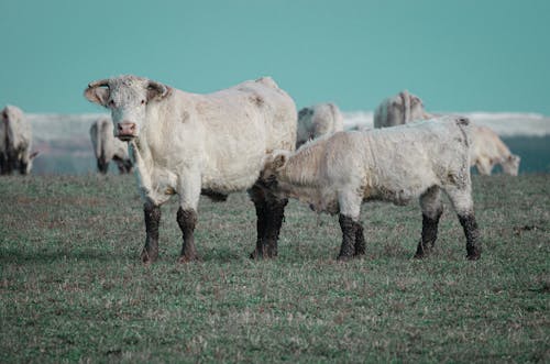 White Cows on Green Grass Field