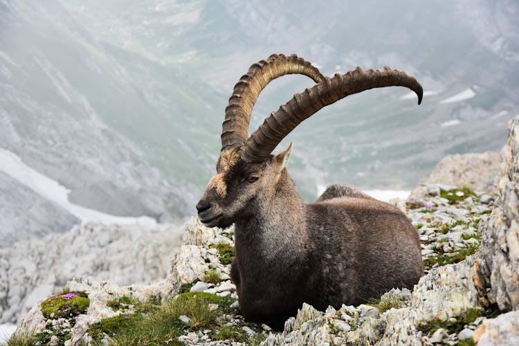 An Alpine Ibex Resting On A Higher Ground