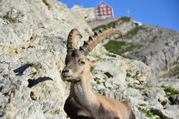 Brown Alpine Ibex On Rocky Mountain