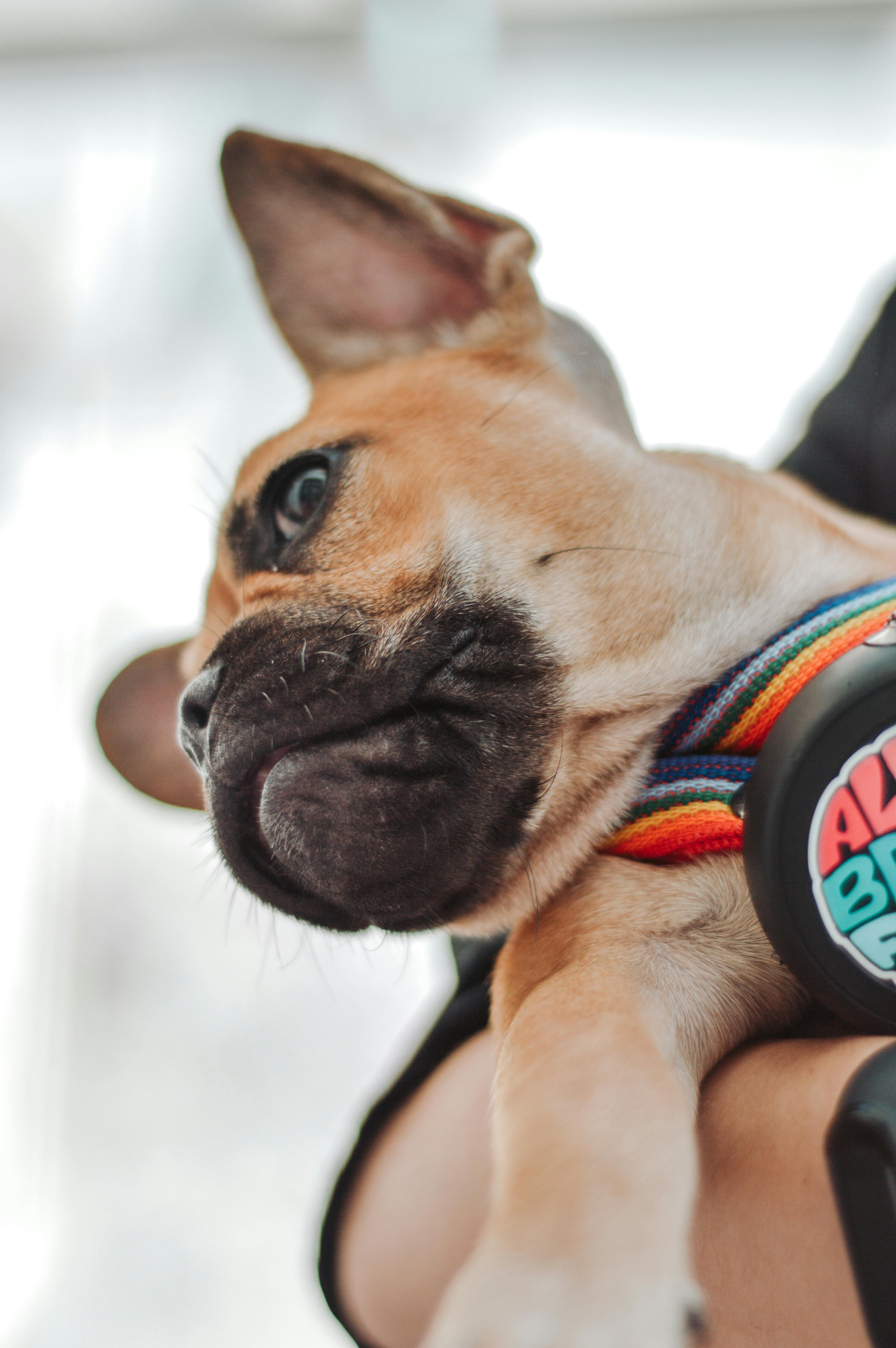 Close-up of a French Bulldog puppy in a rainbow harness, looking playfully expressive.