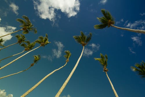 낮에는 회색과 파란색 흐린 하늘 아래 코코넛 나무