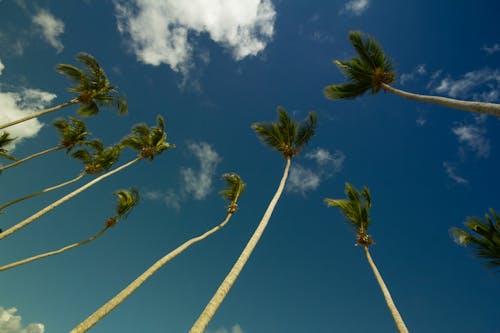 Kokospalmen Unter Grauem Und Blauem Bewölktem Himmel Während Des Tages