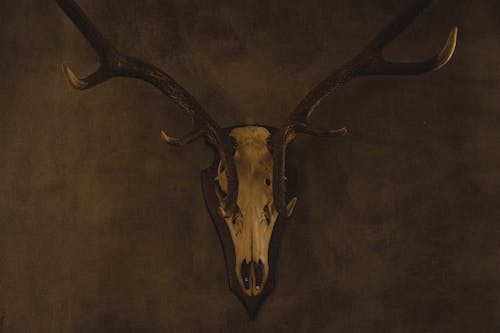 Безкоштовне стокове фото на тему «антилопа, впритул, голова північного оленя»
