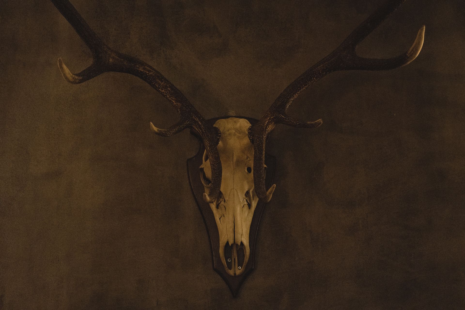 Brown Deer Head Mount on the Wall