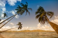 在热带海滩上，棕榈树以海洋和山脉为背景摇曳