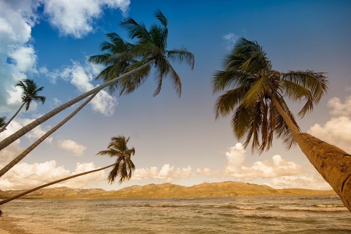 бесплатная Кокосовые пальмы на берегу моря в дневное время Стоковое фото