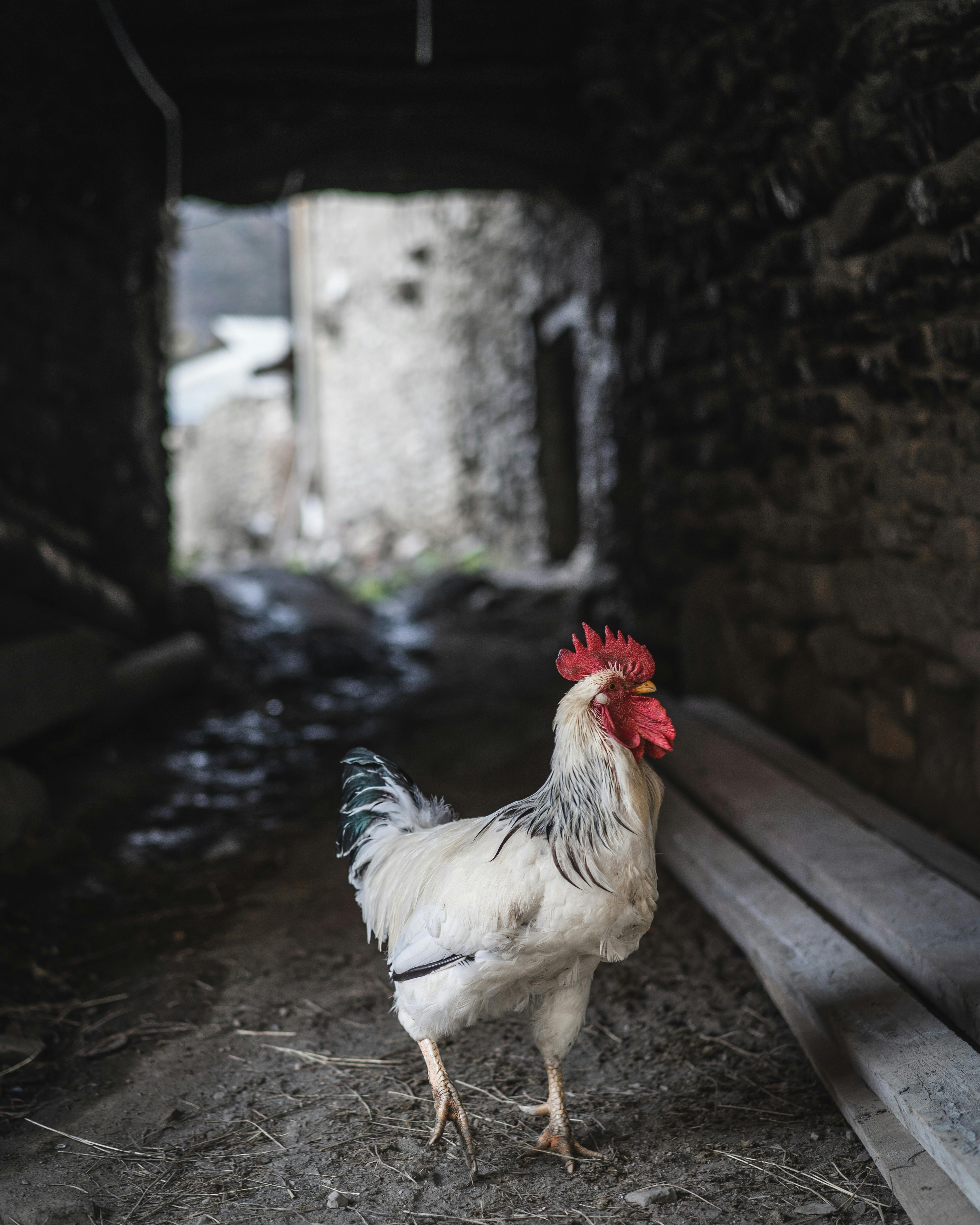 Selective-photography Of Rooster · Free Stock Photo