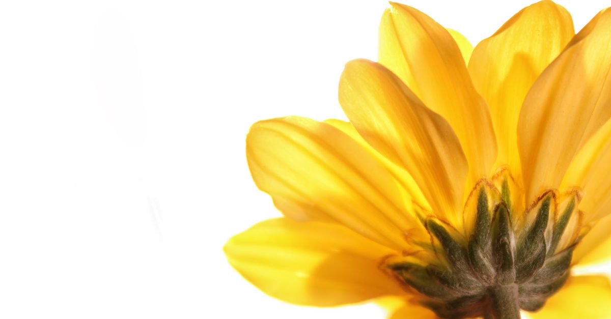 Kostenloses Foto Zum Thema Blume Gelbe Blume kostenloses-foto-zum-thema-blume-gelbe-blume