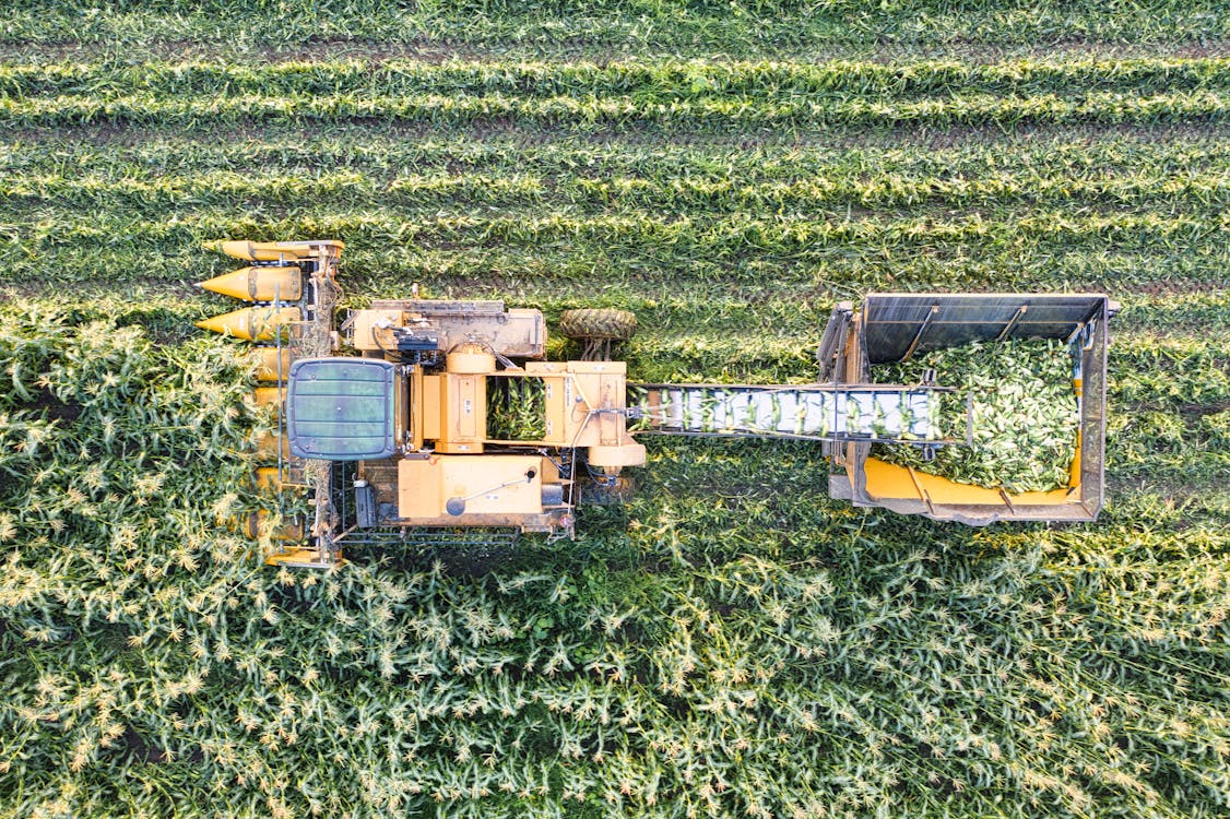 Drone Shot of a Combine Harvester Harvesting Corn