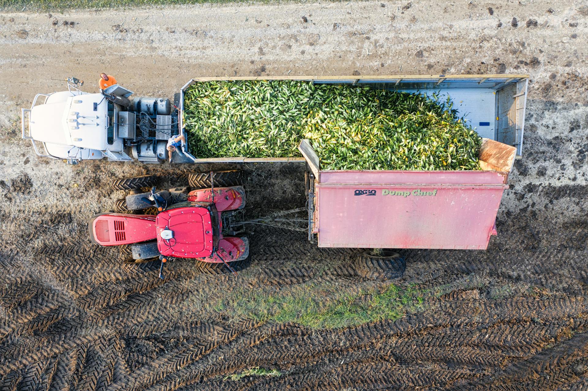 Drone shot of a tractor and trailer harvesting corn in MN, USA.