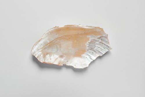 Beautiful Seashell on a White Surface