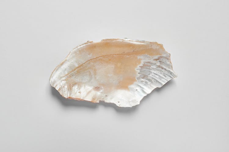 Beautiful Seashell On A White Surface