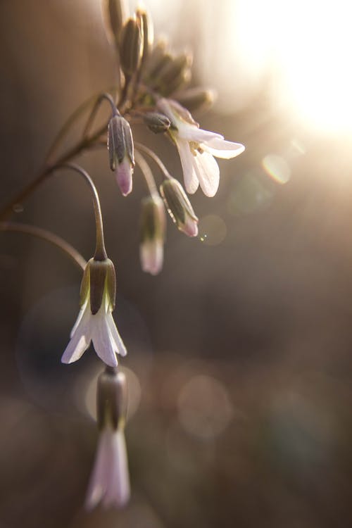 Photographie De Gros Plan De Fleur De Pétale Blanc