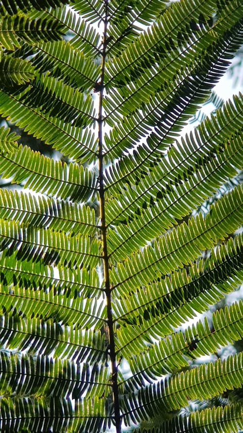 Foto stok gratis Daun-daun, hijau, kilang