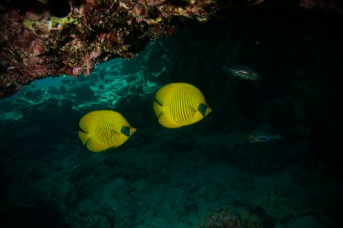 Fotobanka s bezplatnými fotkami na tému bluecheek motýľ, hlboký, koral