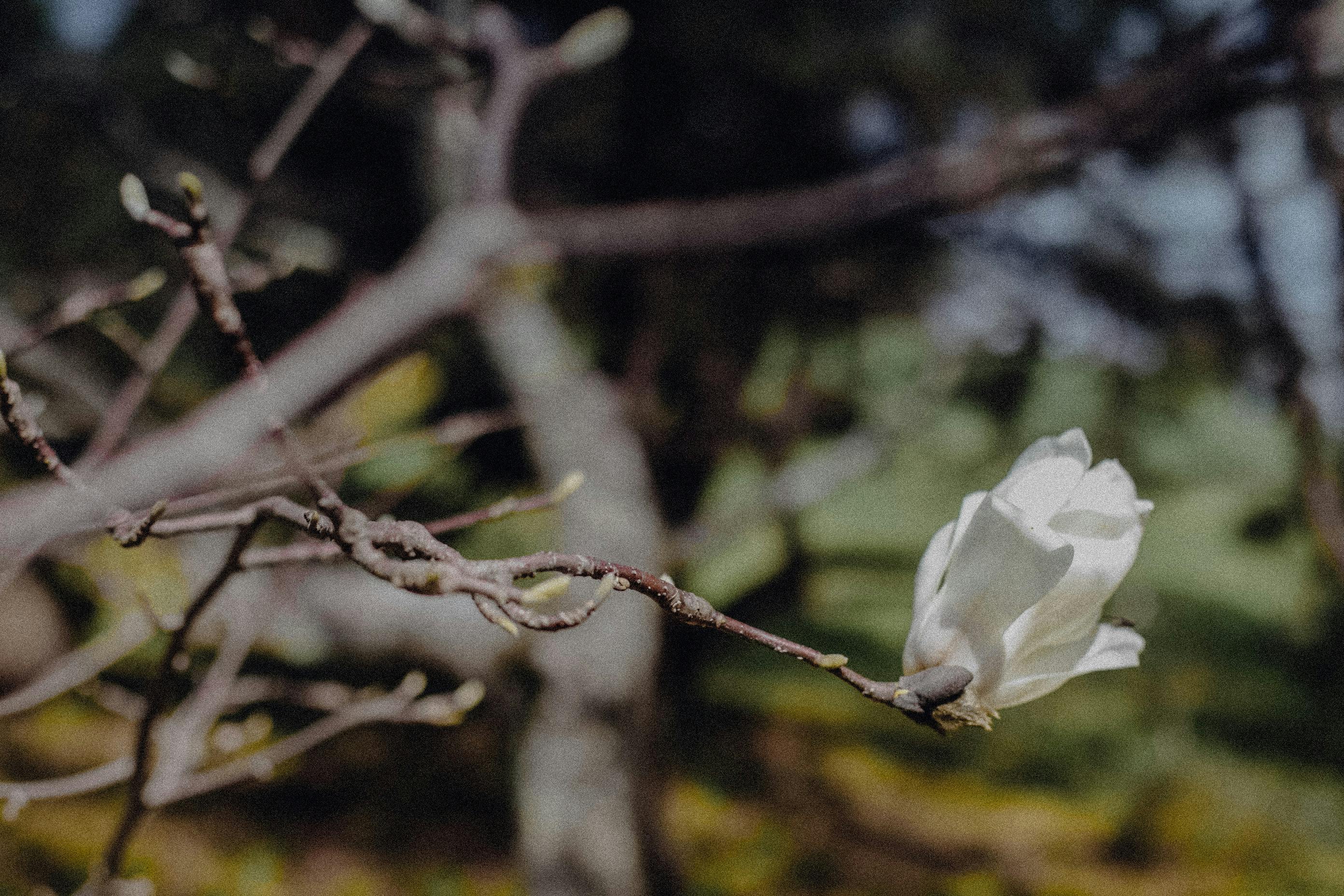 Magnolia’s AAA Hobbies To Close 2026 (Second Half). Iconic Hobby- Craft Emporium — Photo by Anna Belousova on Pexels