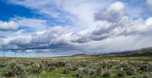 Green Trees and Grass Field Scenery